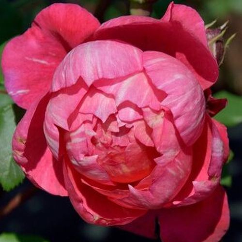 Diszkrét illatú rózsa - Rózsa - Crédit Mutuel - Online rózsa vásárlás